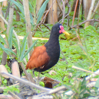 Moorhen (Common Gallinule)